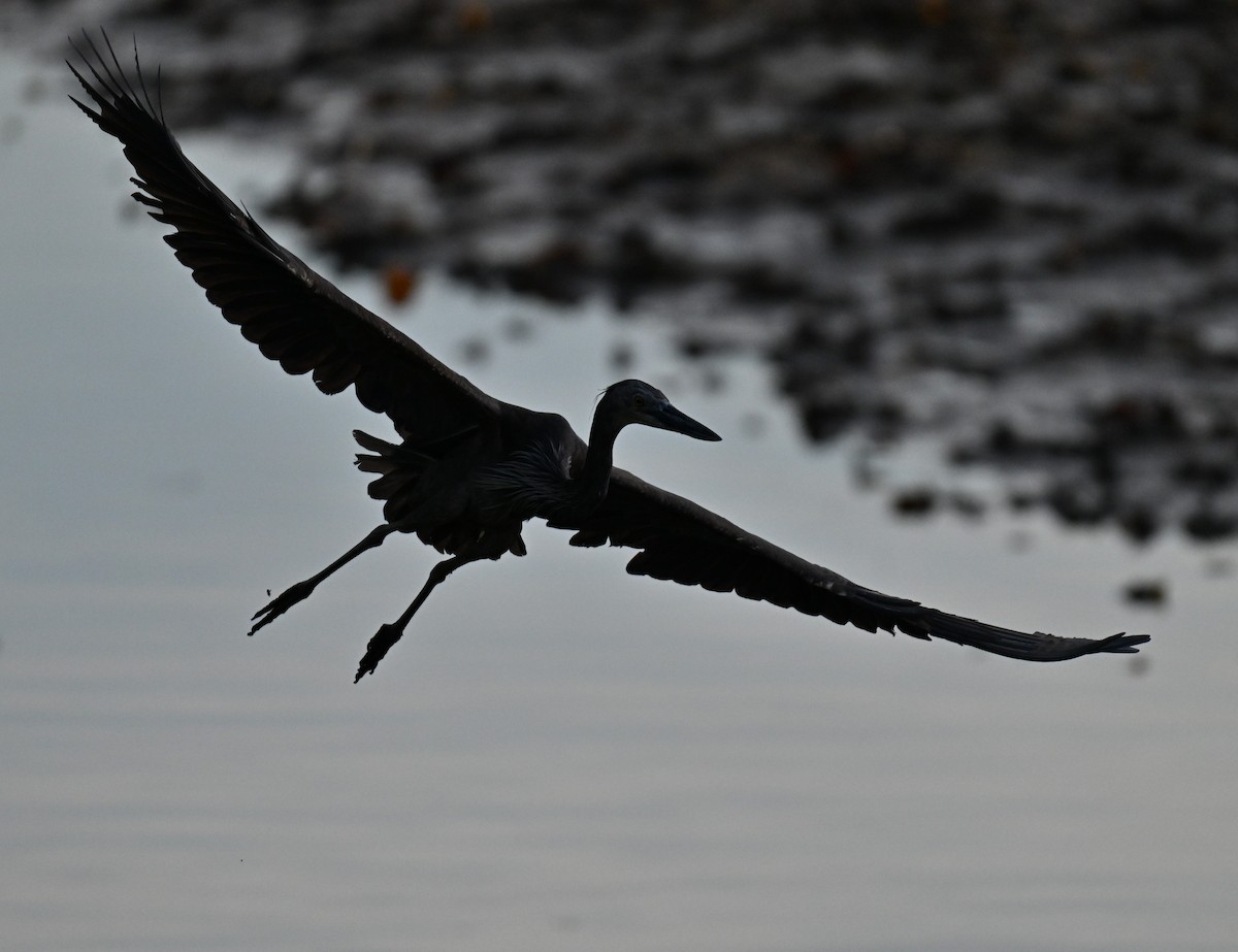 sotvingehegre - ML644747610