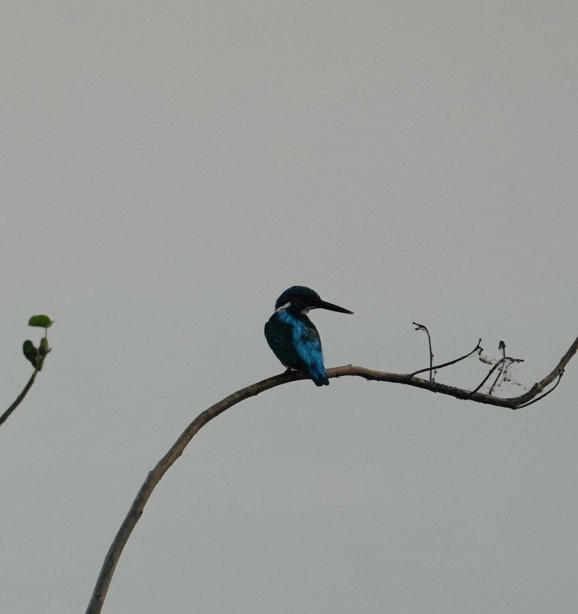 カワセミ - ML644747611