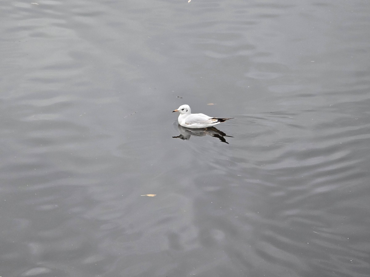 Хүрэн толгойт цахлай - ML644747612