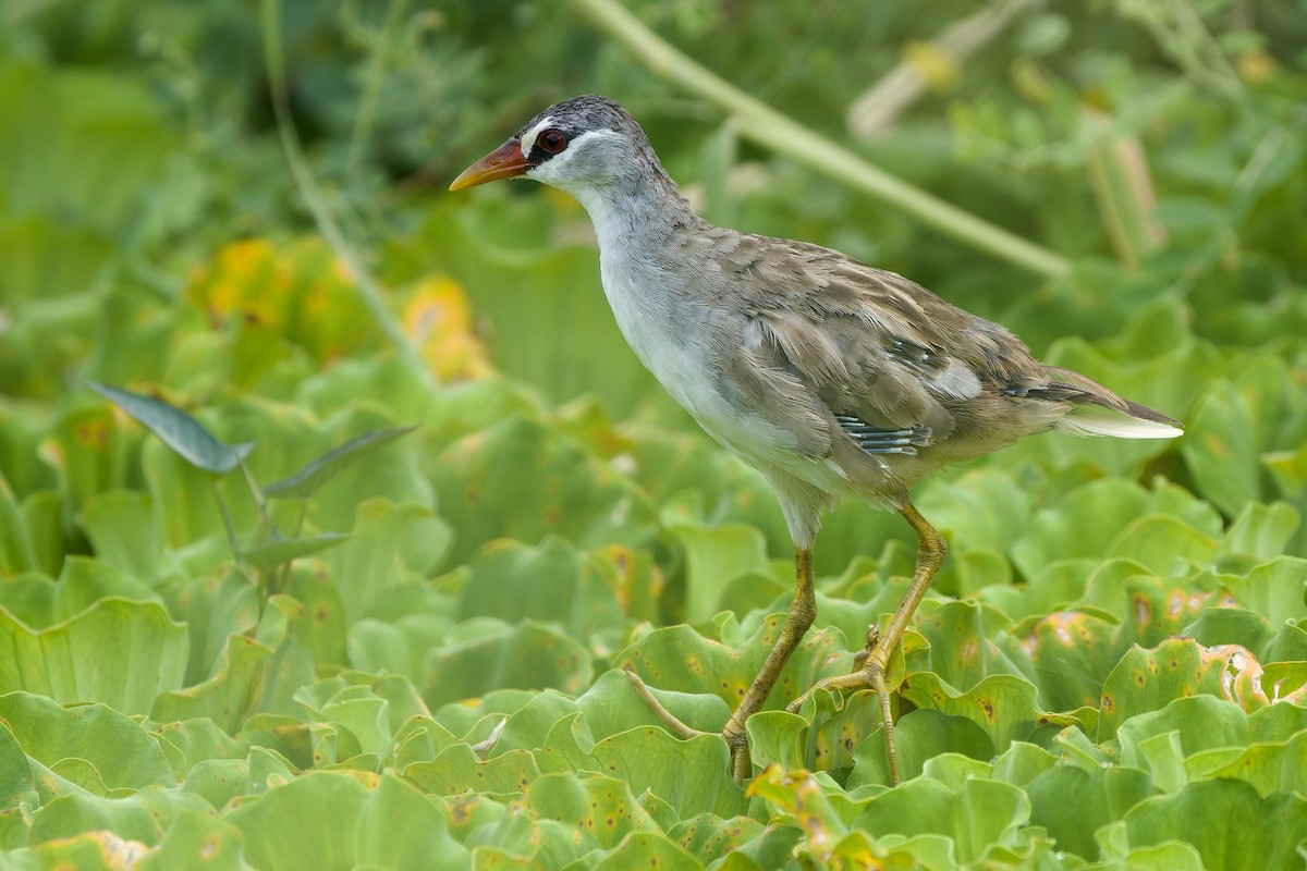White-browed Crake - ML644747613