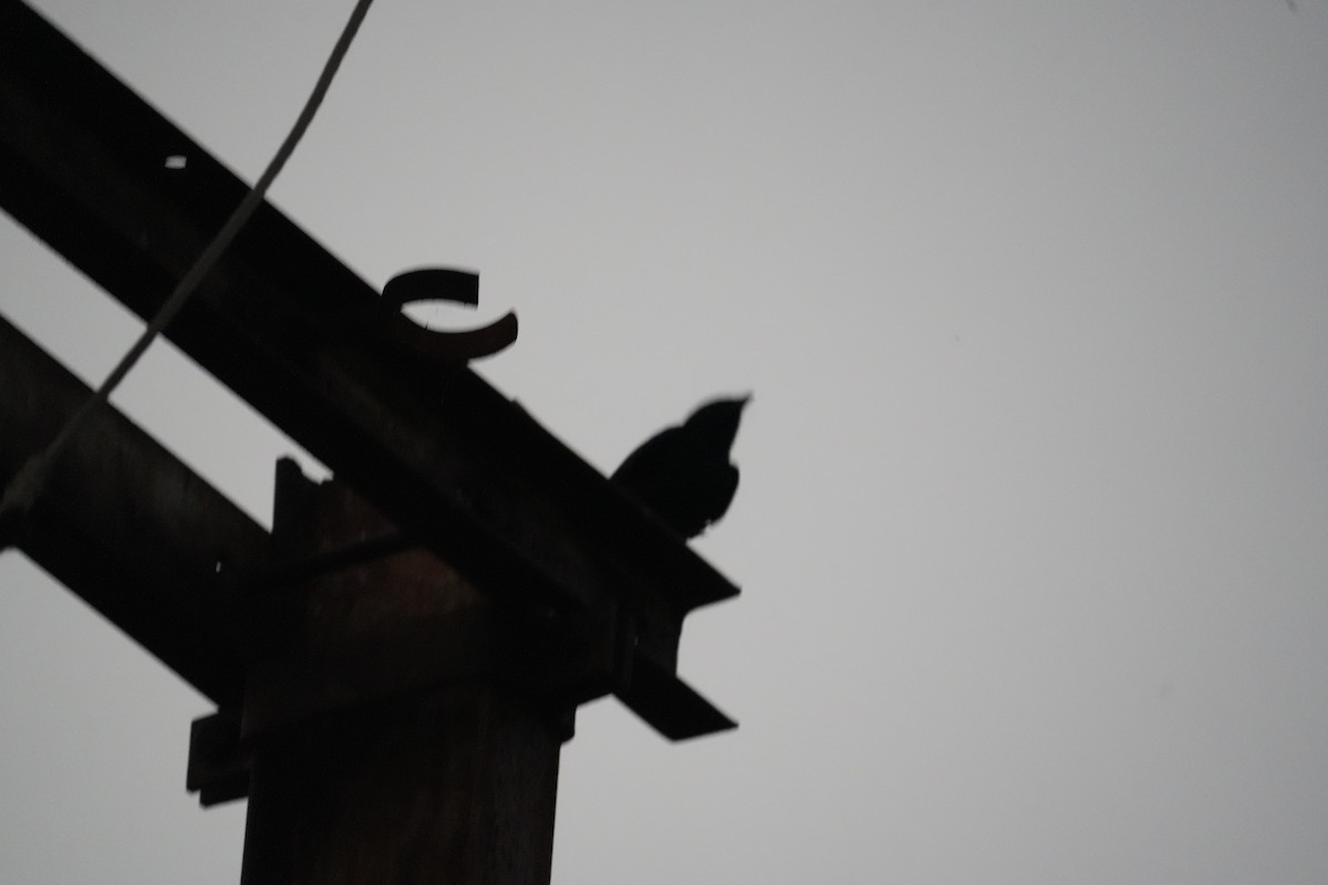 オウチュウ - ML644747615