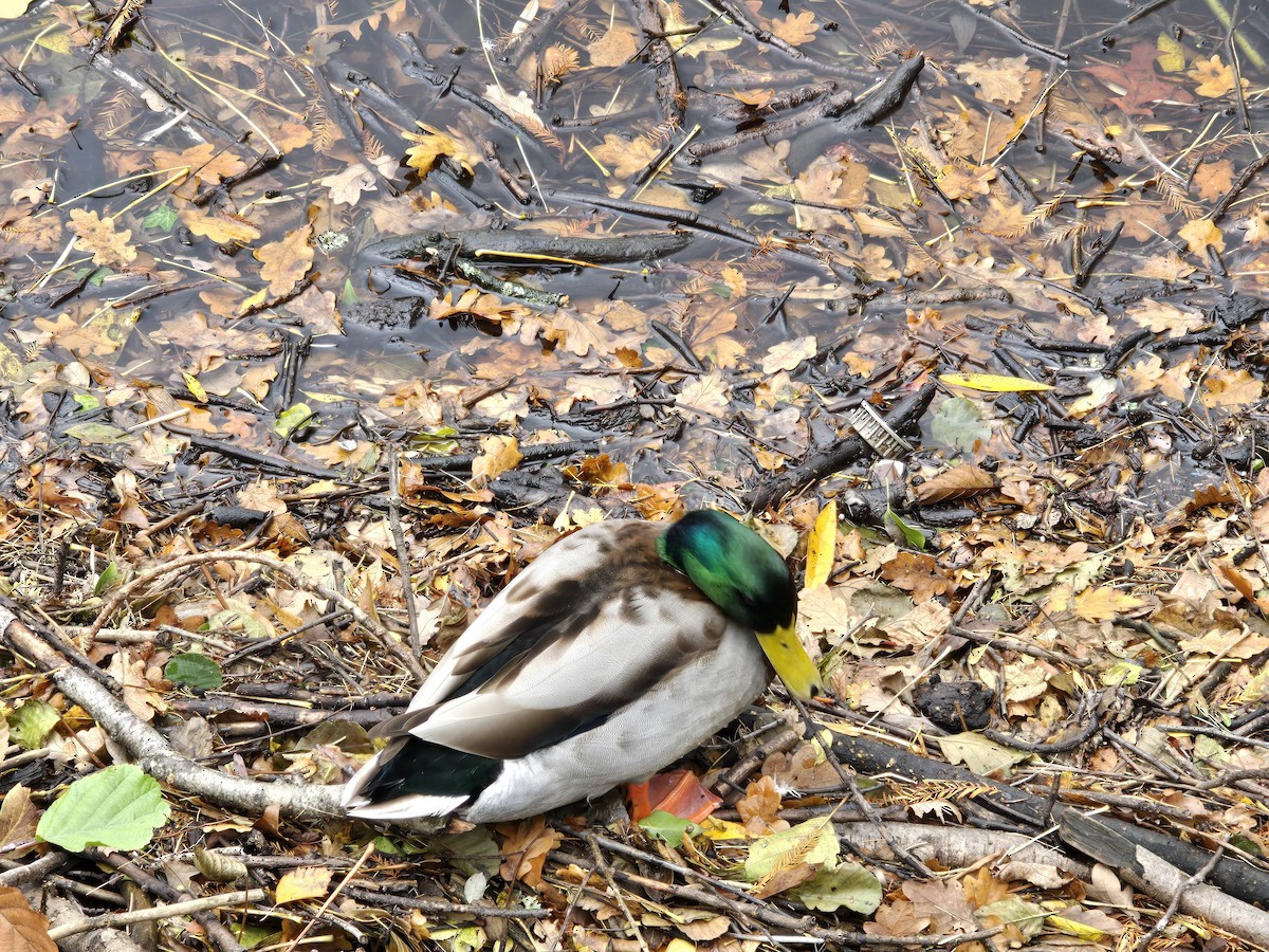 Зэрлэг нугас - ML644747616