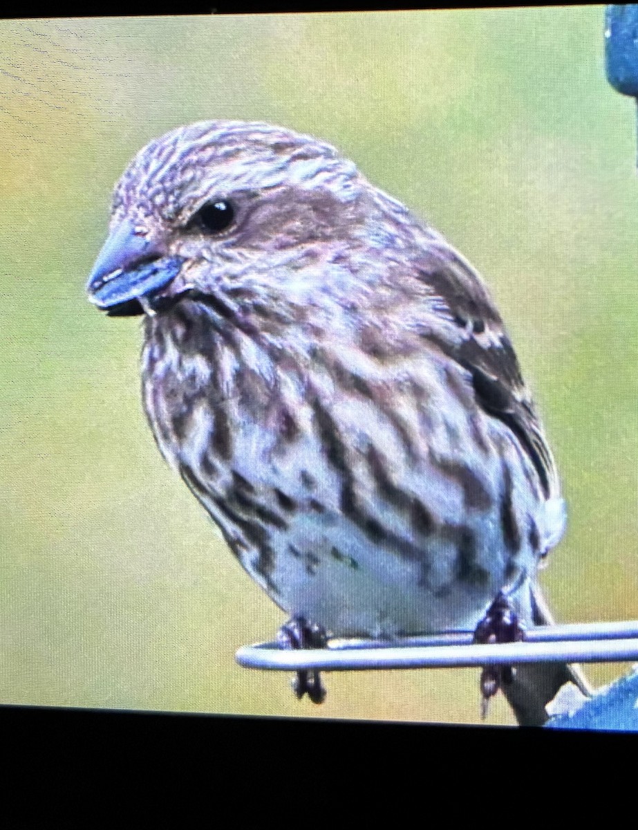 Purple Finch - ML644747620