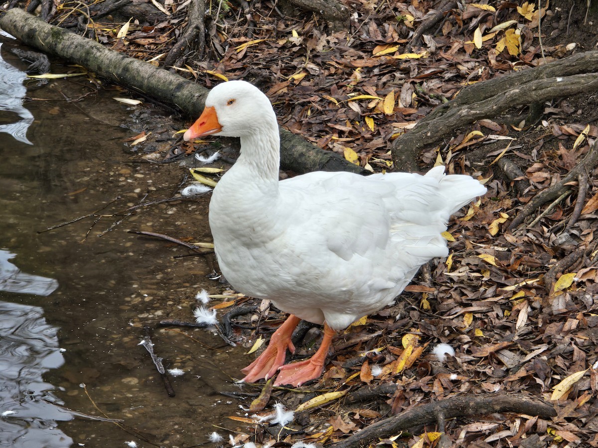 Graylag Goose - ML644747623