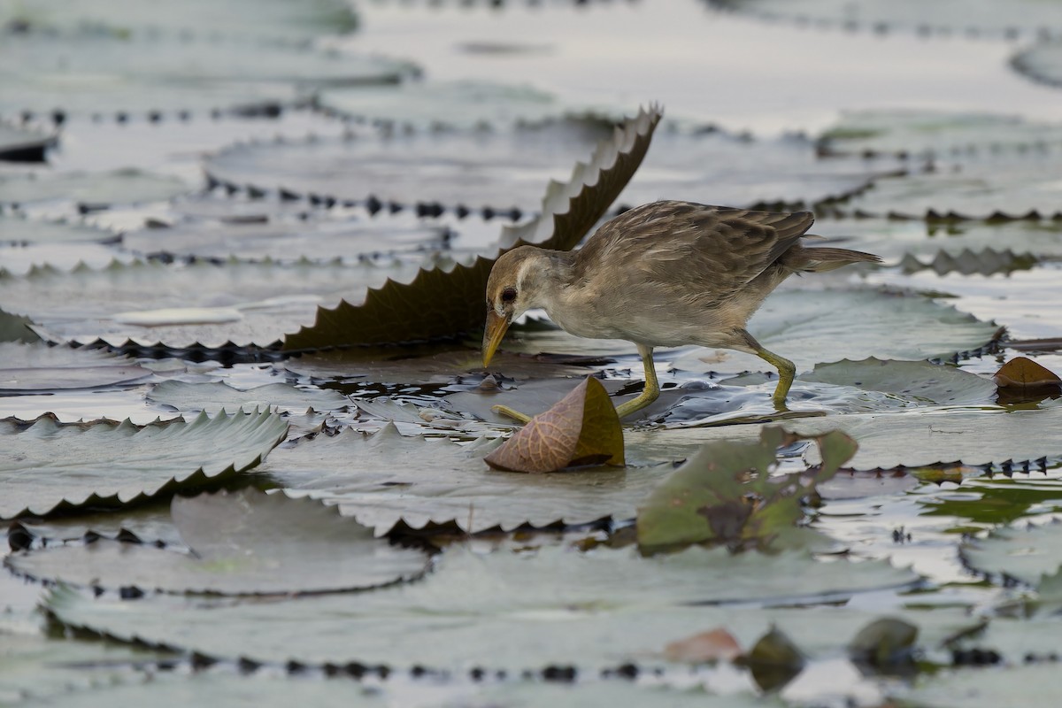 White-browed Crake - ML644747624