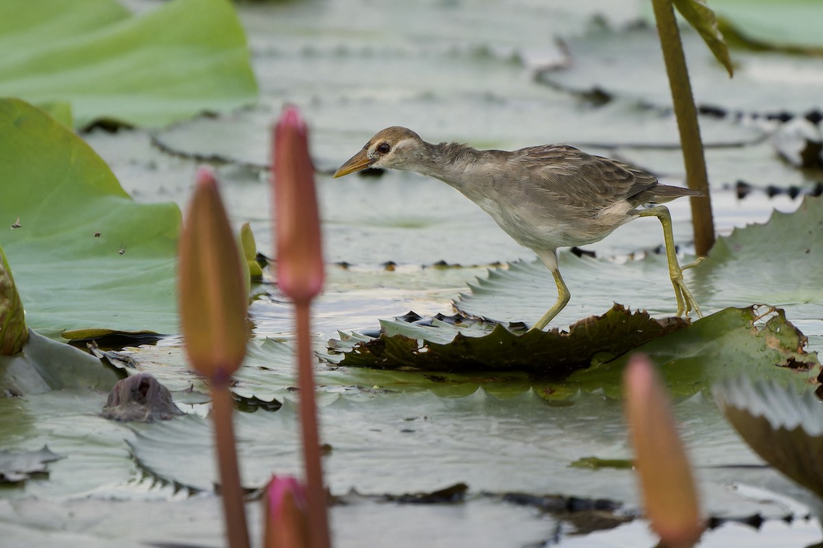 White-browed Crake - ML644747625