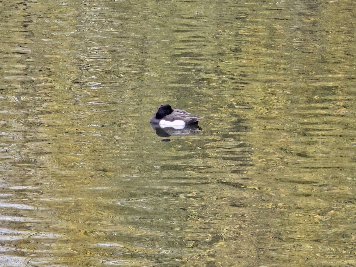 Гэзэгт шумбуур - ML644747631