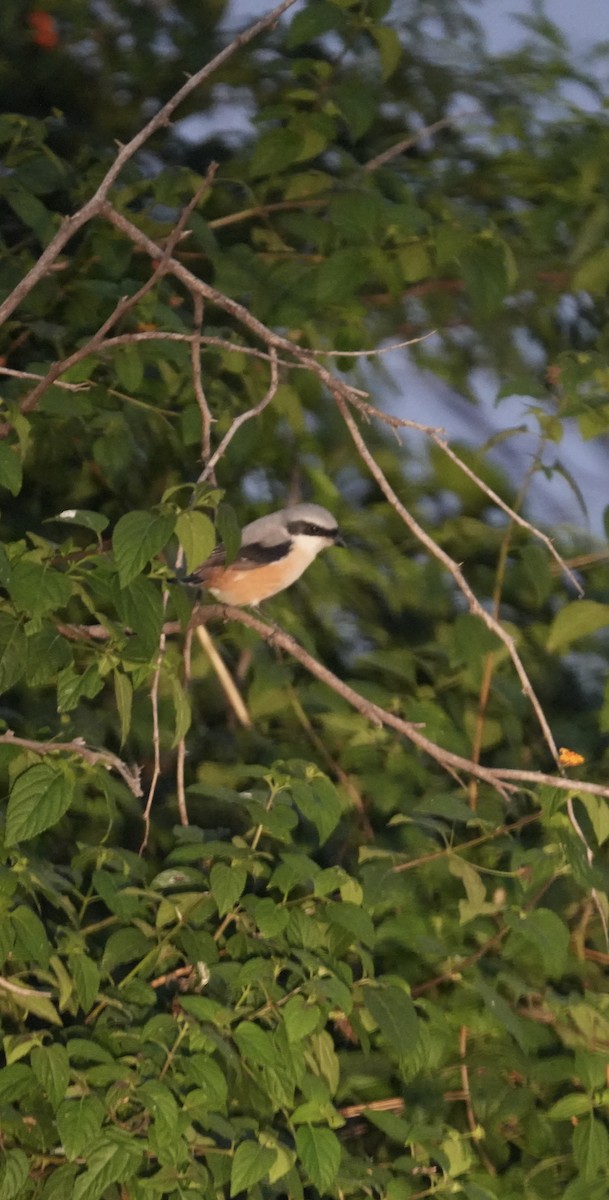 タカサゴモズ - ML644747637