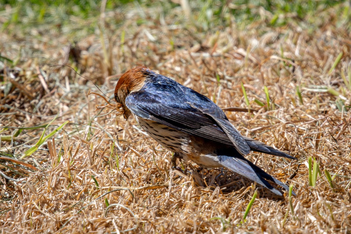 Greater Striped Swallow - ML644747638