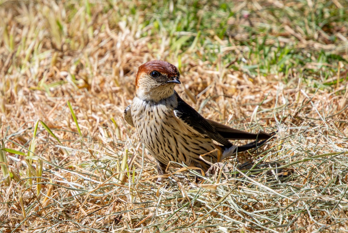 Greater Striped Swallow - ML644747639