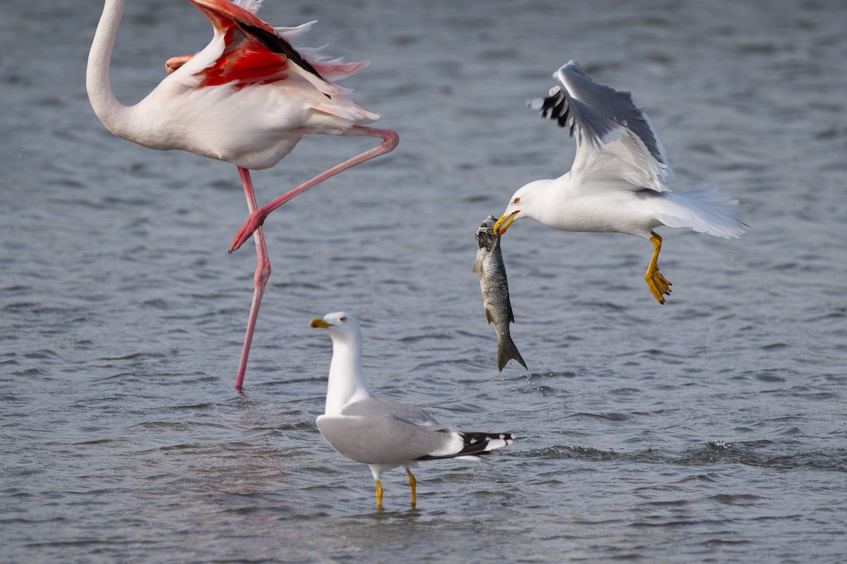 Yellow-legged Gull - ML644747652