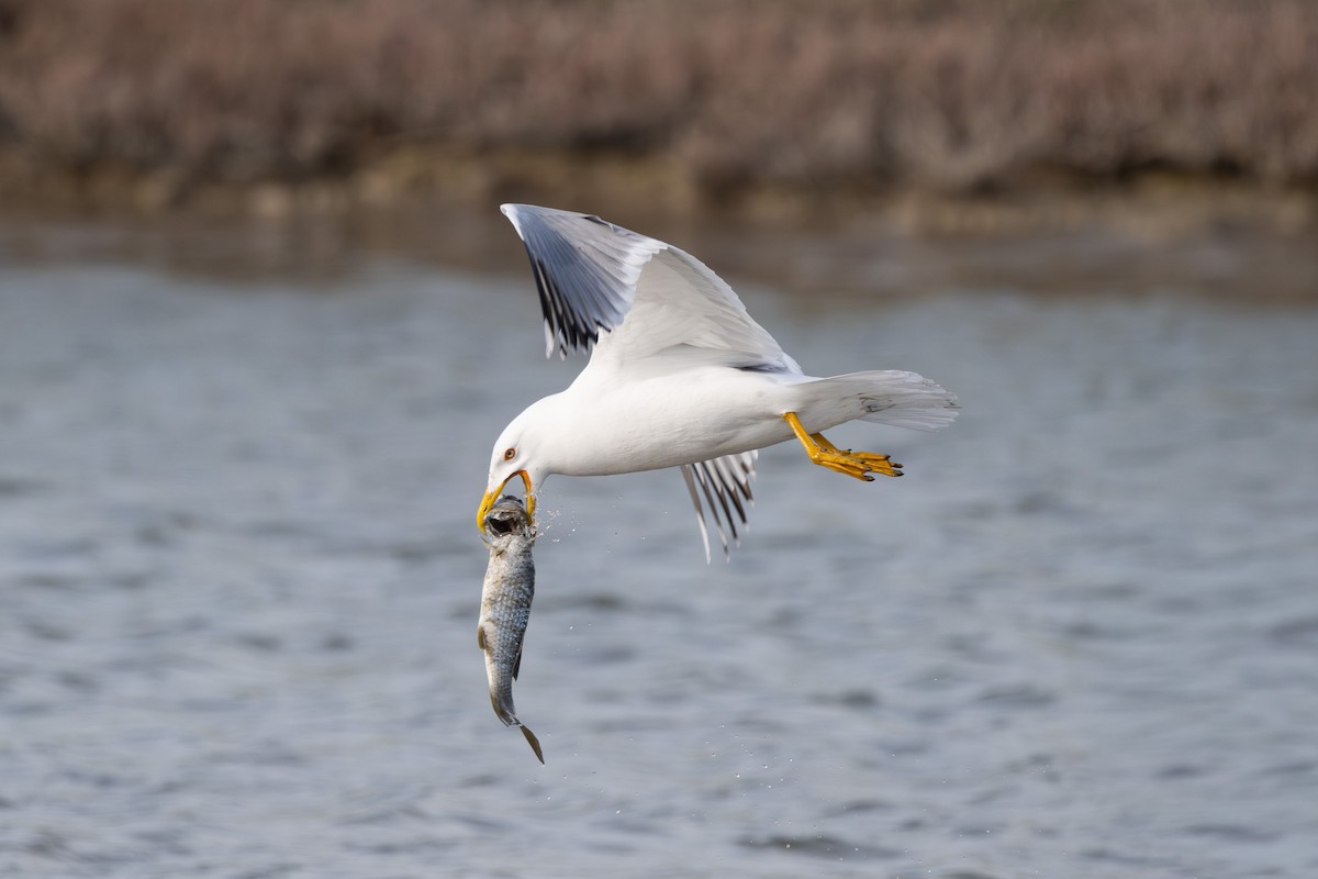 Yellow-legged Gull - ML644747653