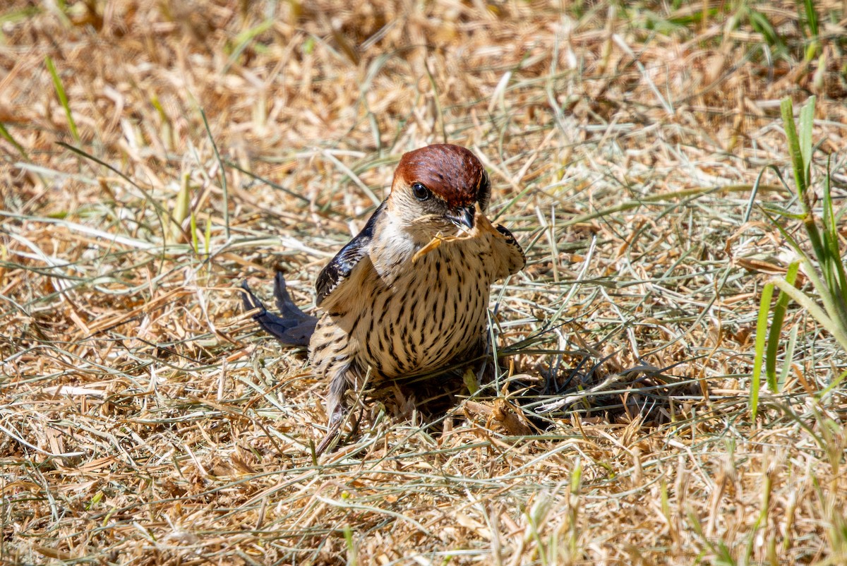 Greater Striped Swallow - ML644747655
