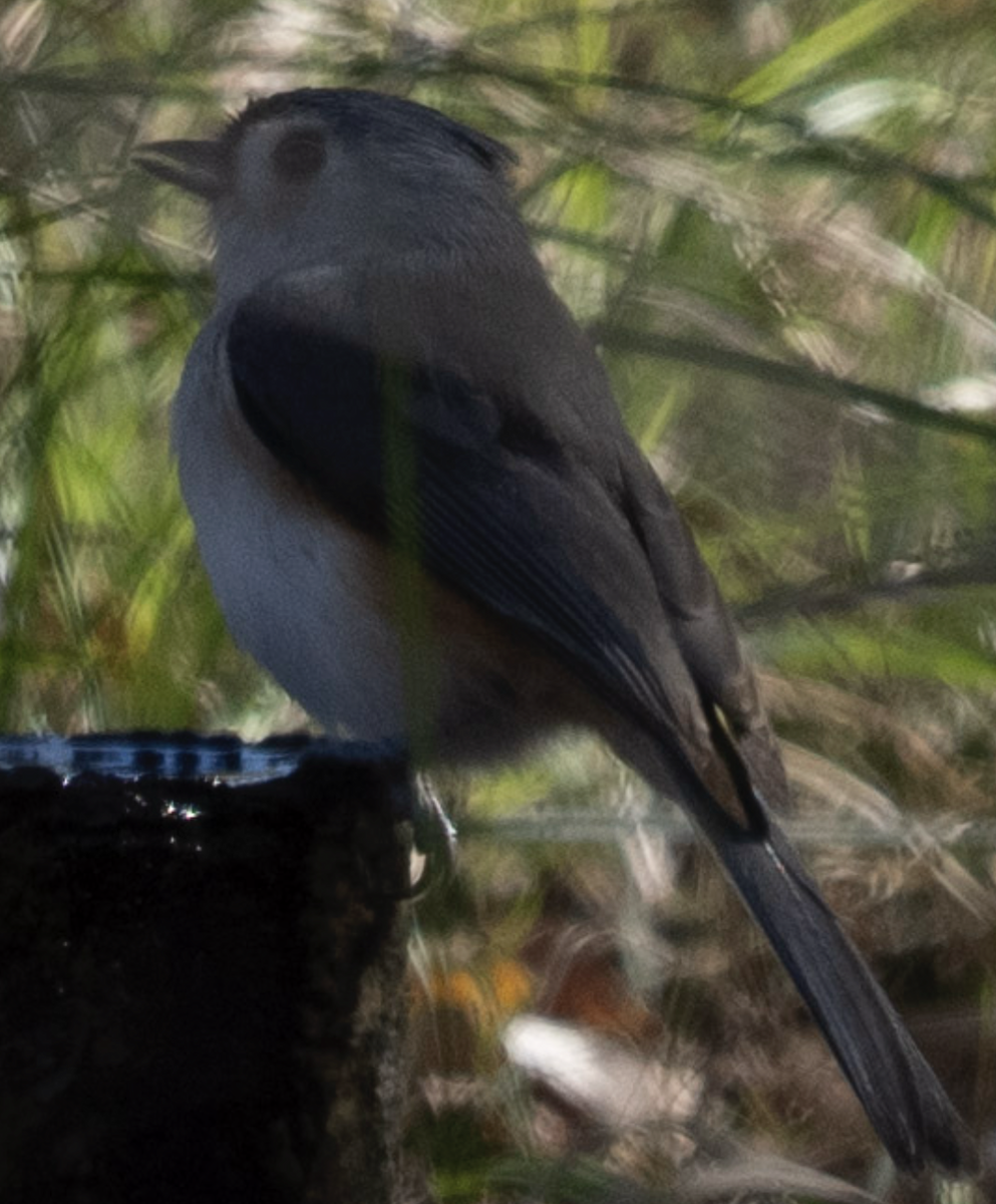 Tufted Titmouse - ML644747670
