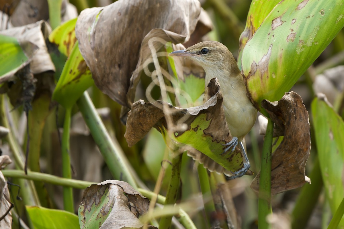 Восточная дроздовидная камышевка - ML644747674