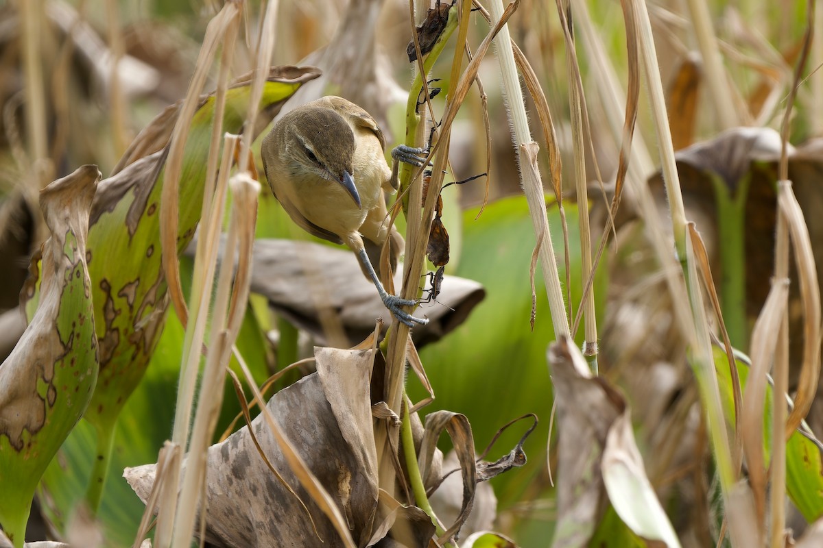 Восточная дроздовидная камышевка - ML644747675
