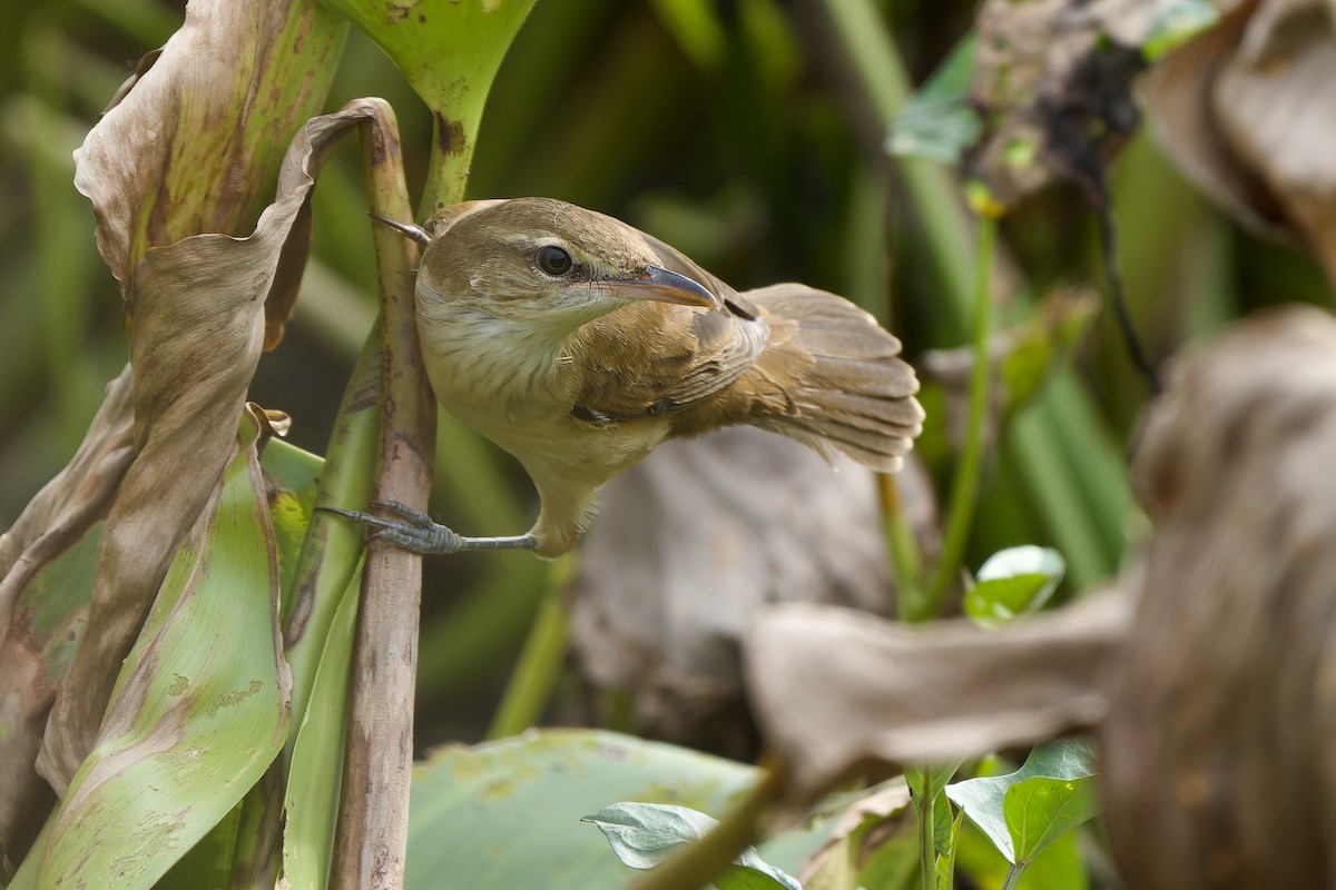 Восточная дроздовидная камышевка - ML644747676