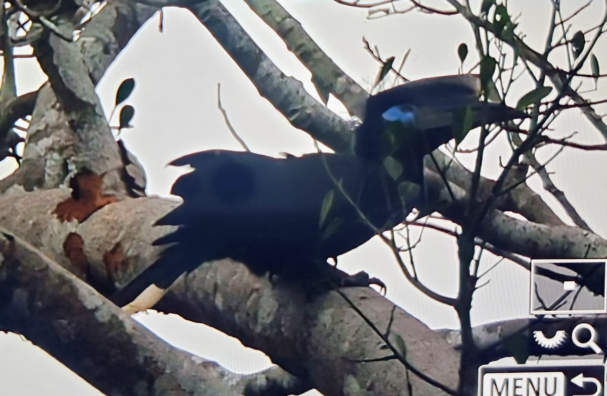 クロコブサイチョウ - ML644747678