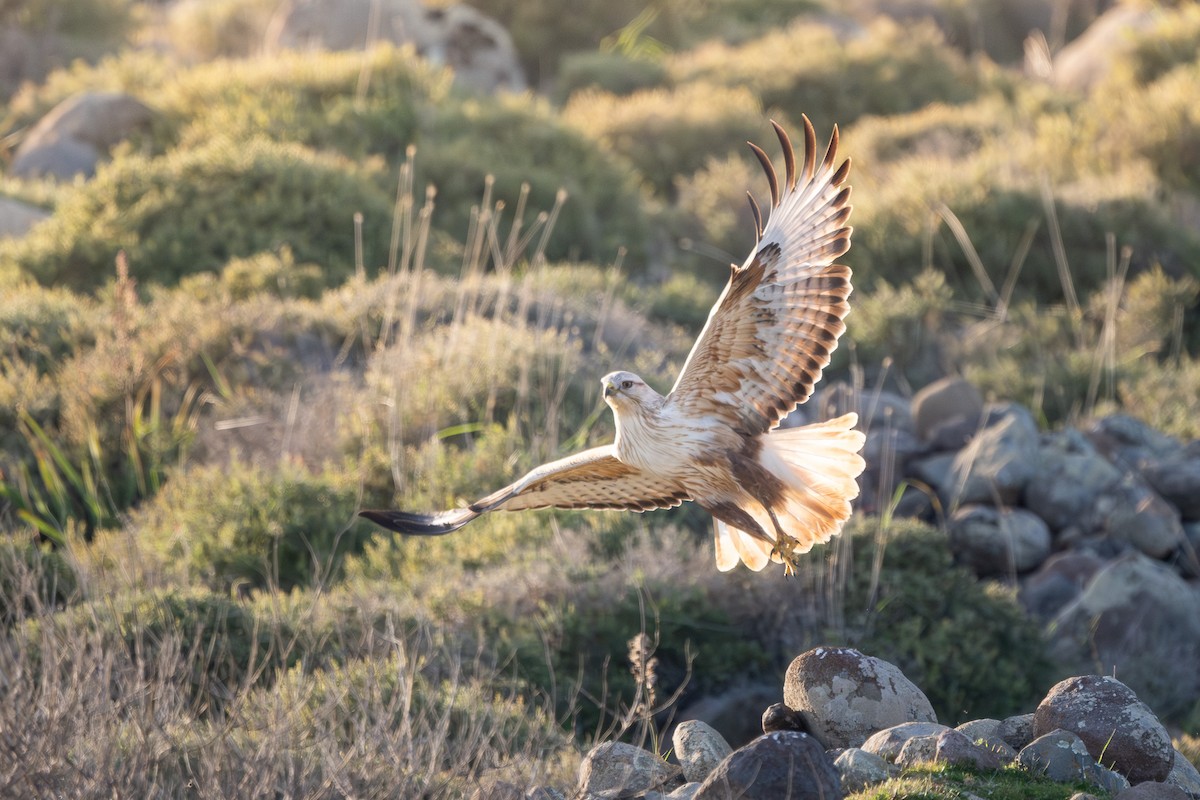 Курганник - ML644747679