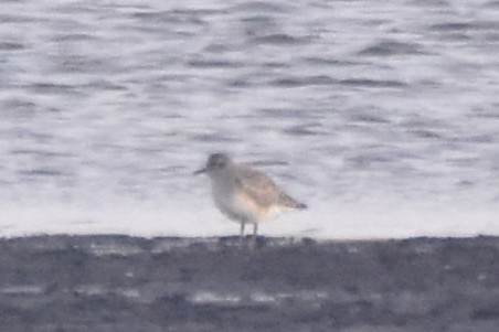 Black-bellied Plover - ML644747680