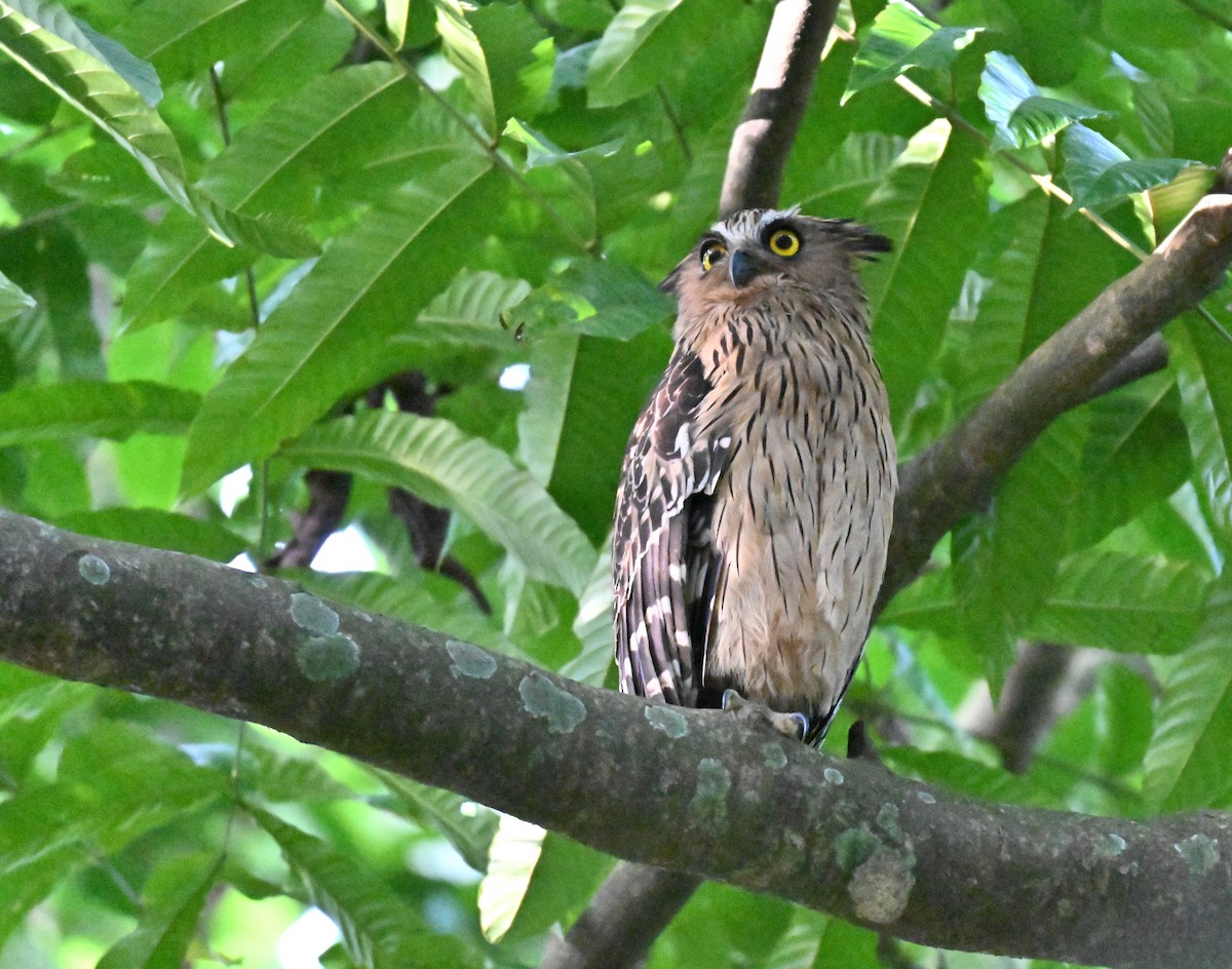 malayfiskeugle - ML644747684