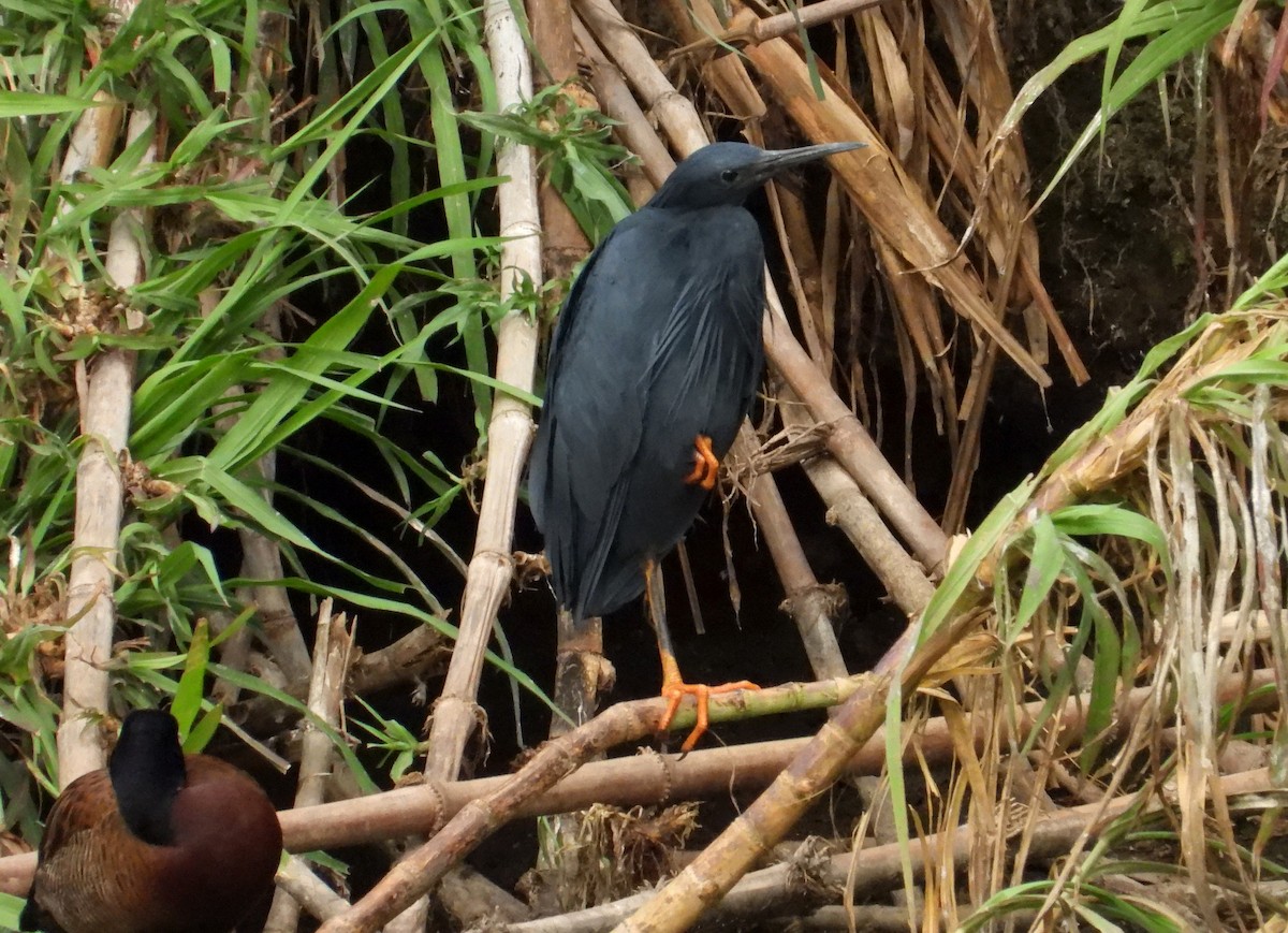 skyggehegre - ML644747694