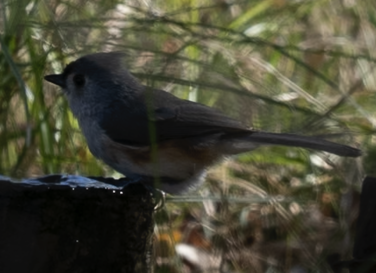 Tufted Titmouse - ML644747695
