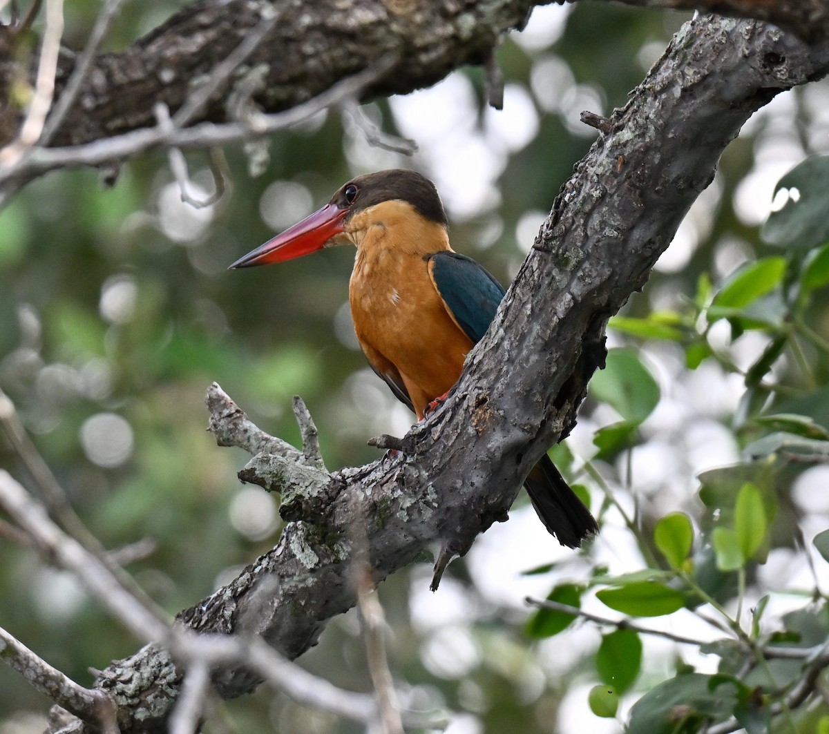 storkenebbisfugl - ML644747696