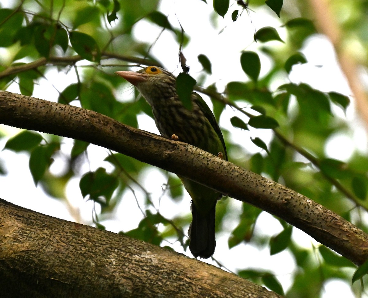 stripeskjeggfugl - ML644747699