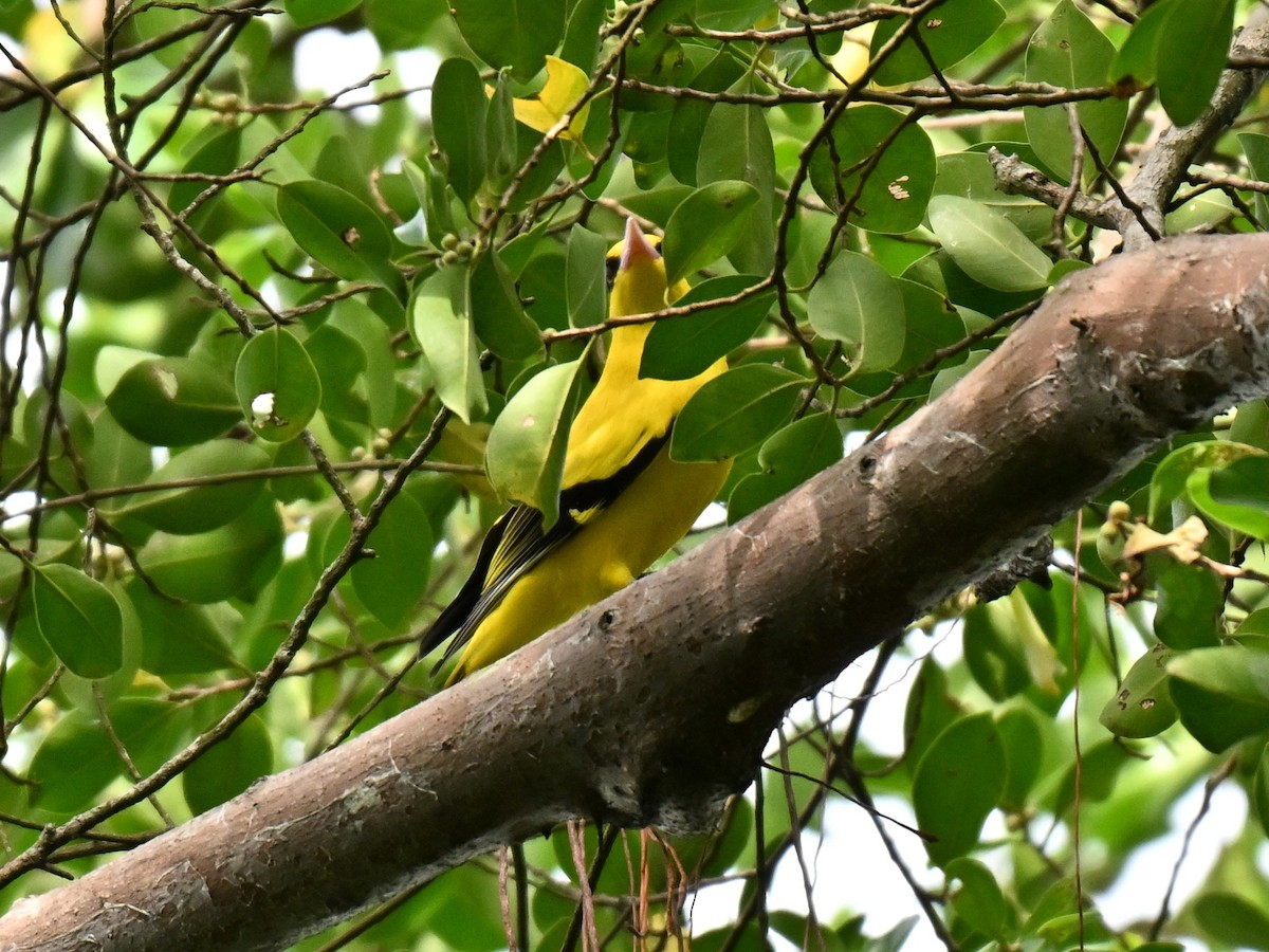 svartnakkepirol - ML644747704