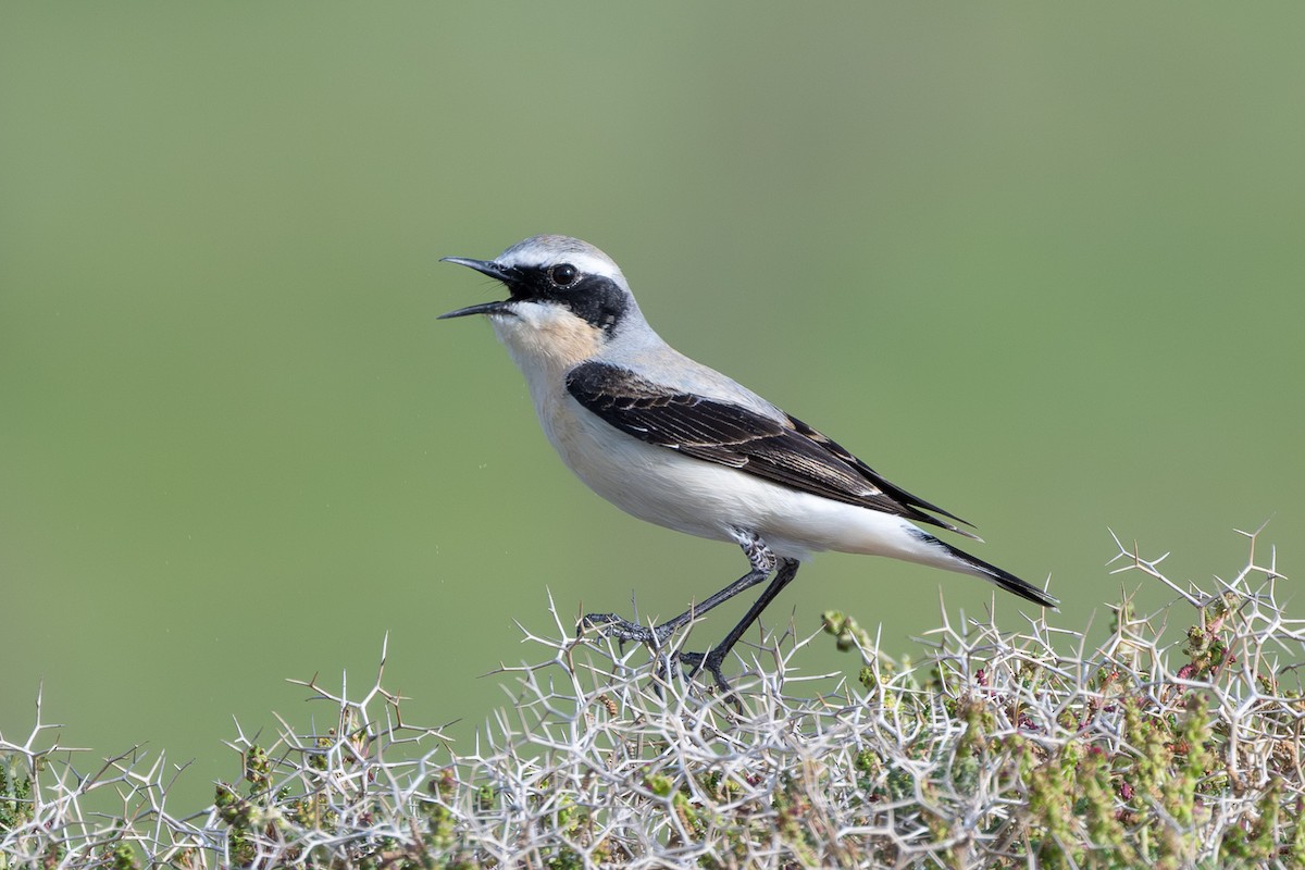 Northern Wheatear - ML644747705