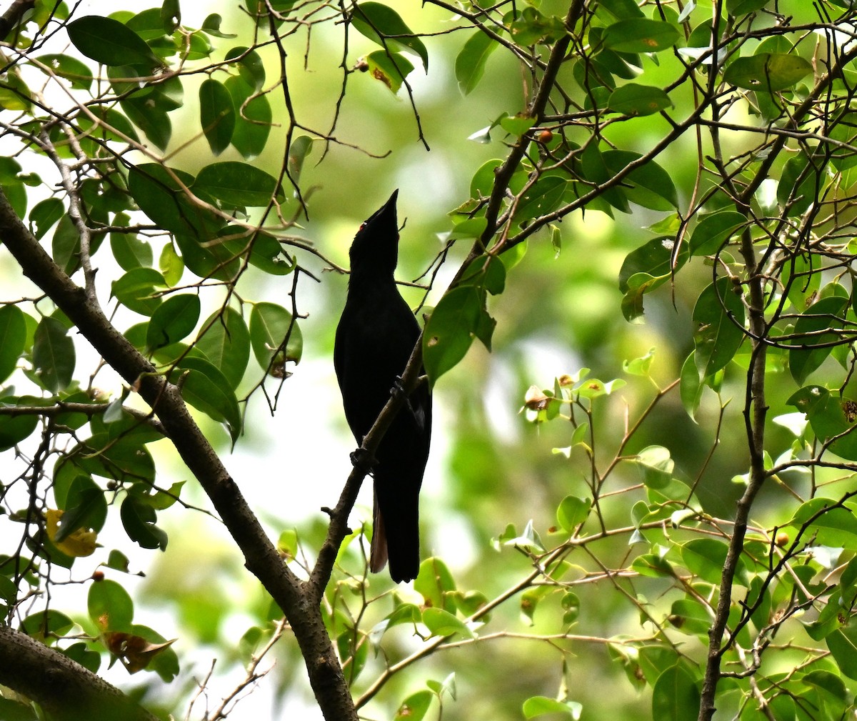 orientstær - ML644747713