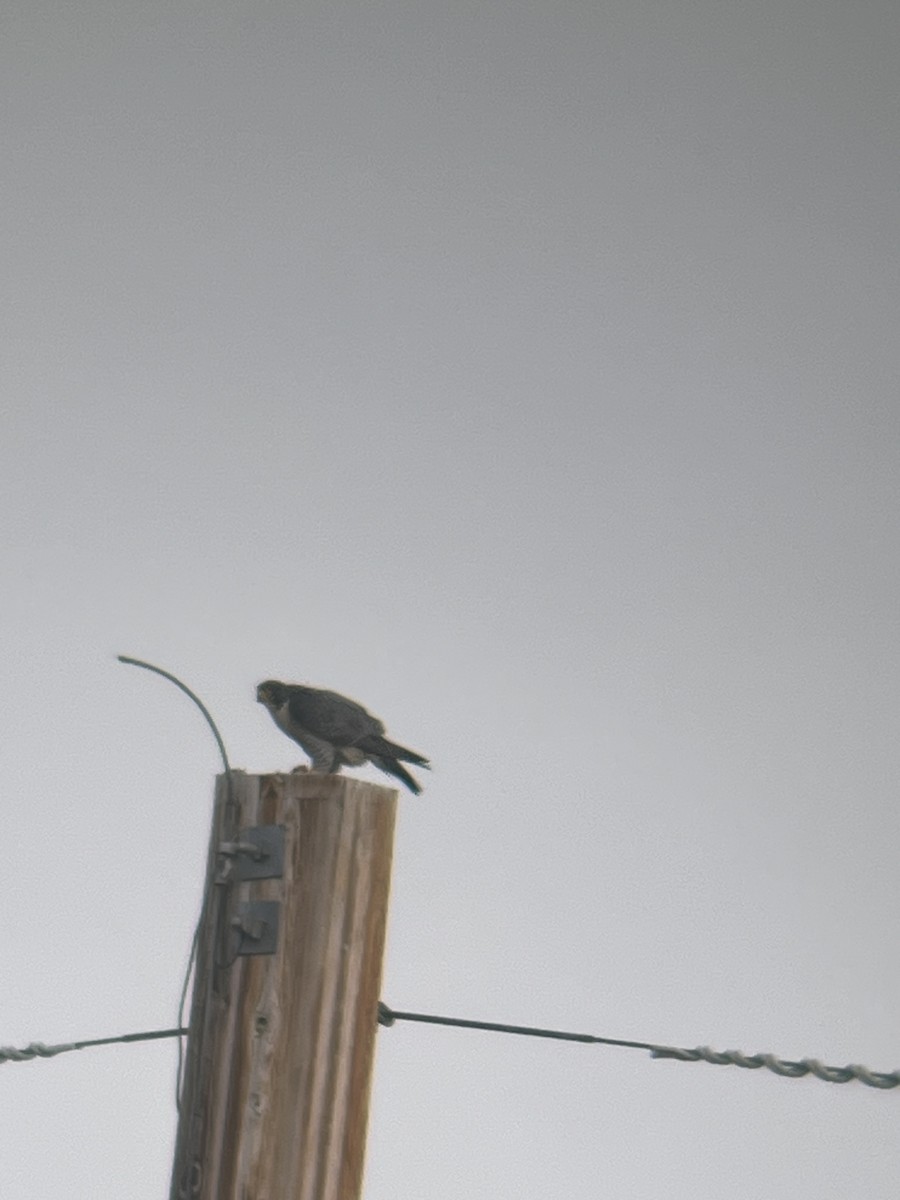 Peregrine Falcon - ML644747719