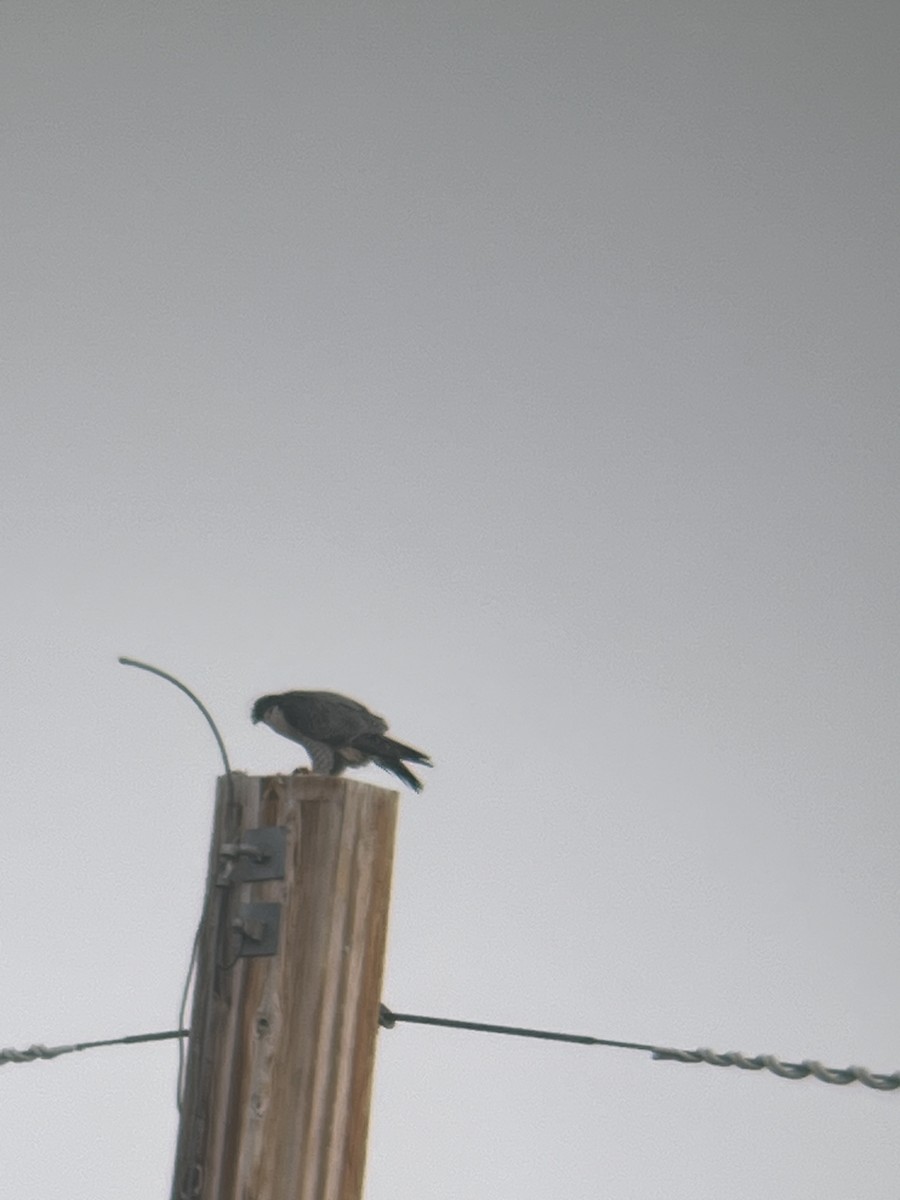 Peregrine Falcon - ML644747720