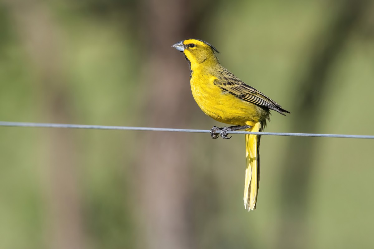 Yellow Cardinal - ML644747723