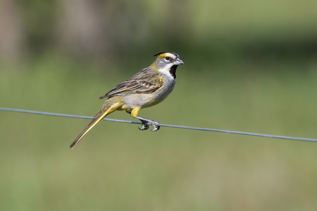 Yellow Cardinal - ML644747724