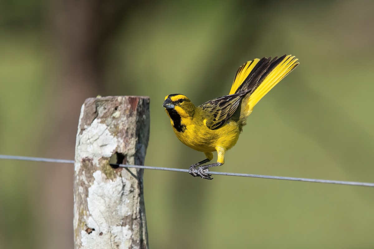 Yellow Cardinal - ML644747726
