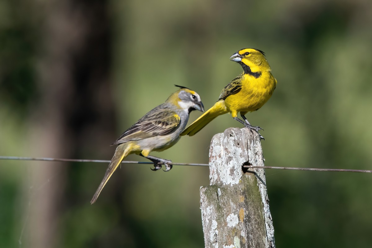 Yellow Cardinal - ML644747727