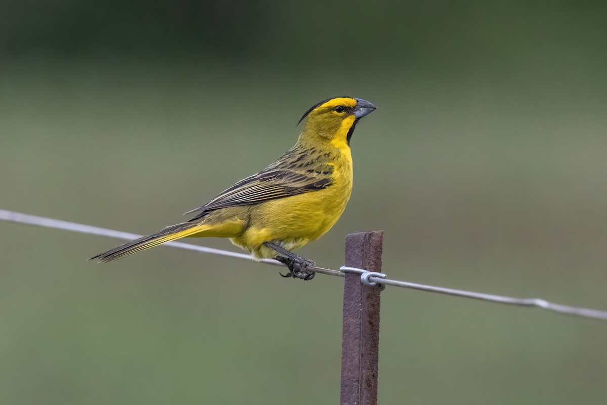 Yellow Cardinal - ML644747728
