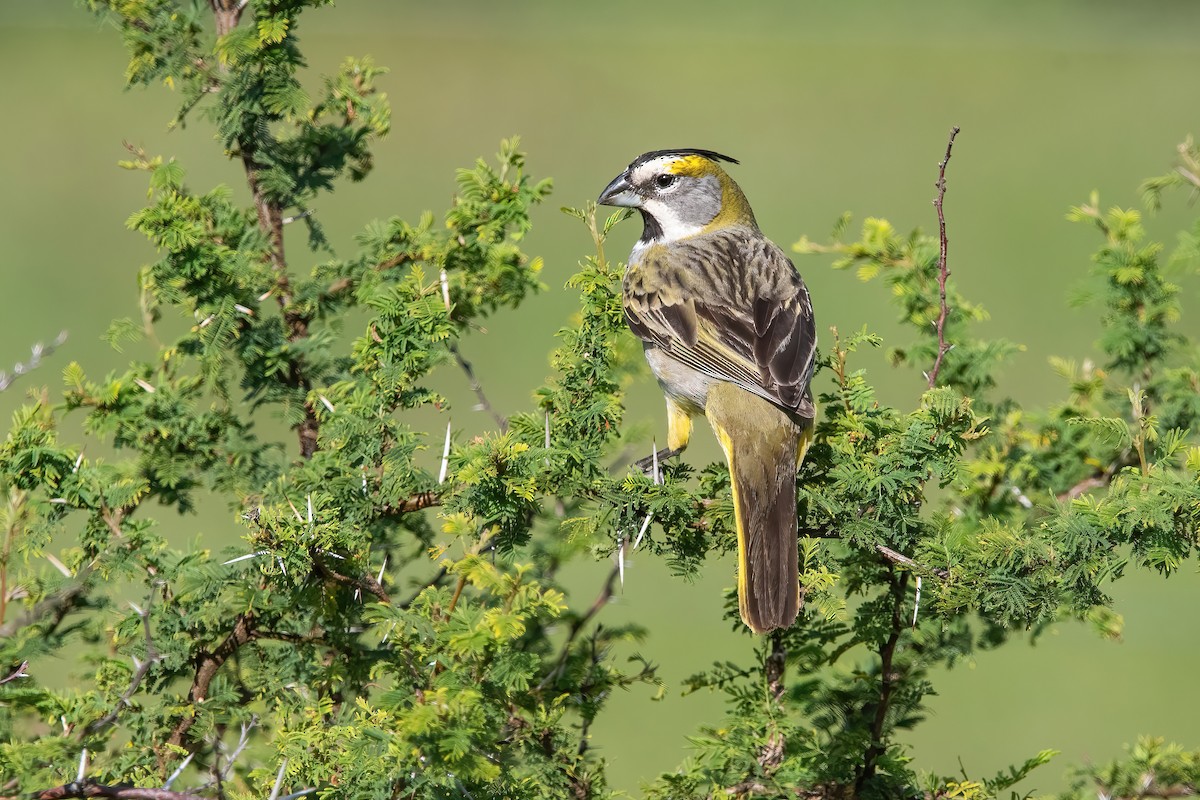 Yellow Cardinal - ML644747729