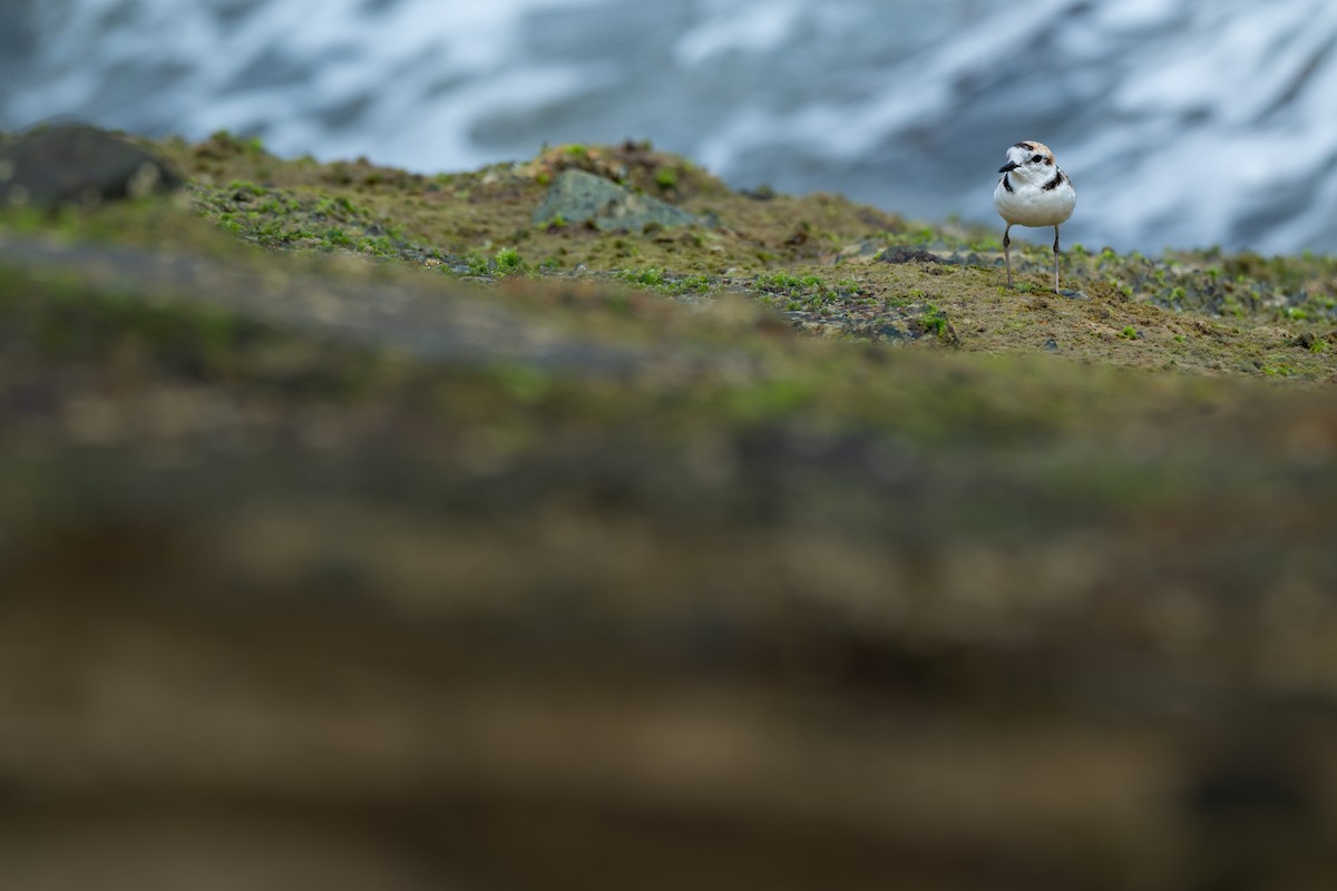 arkipello - ML644747730