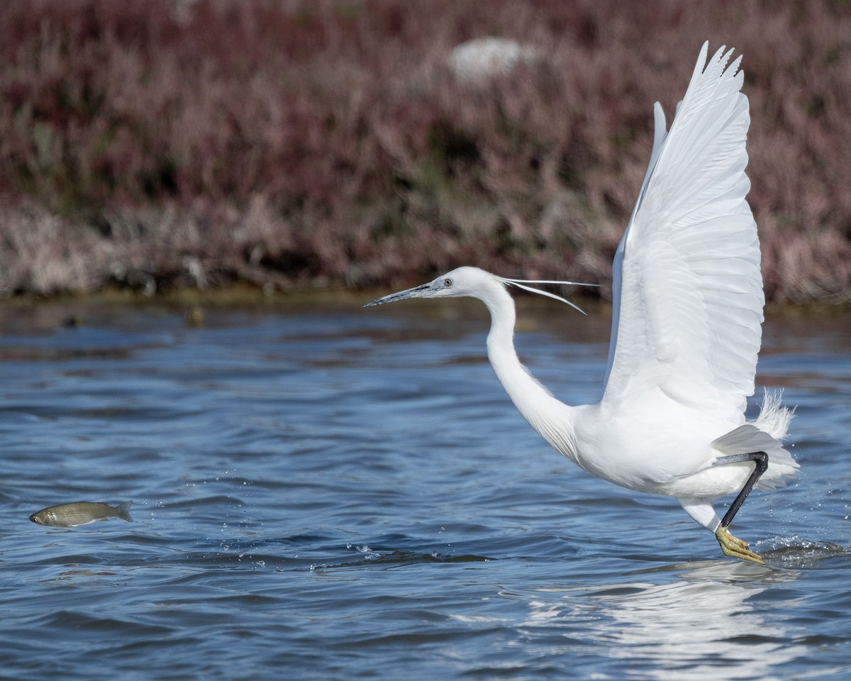 Little Egret - ML644747731