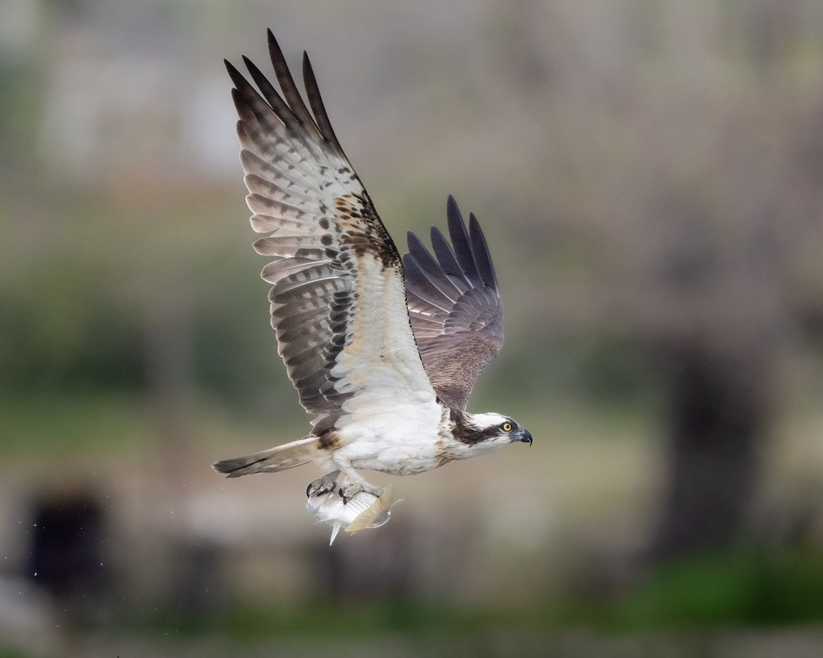 Osprey - ML644747743