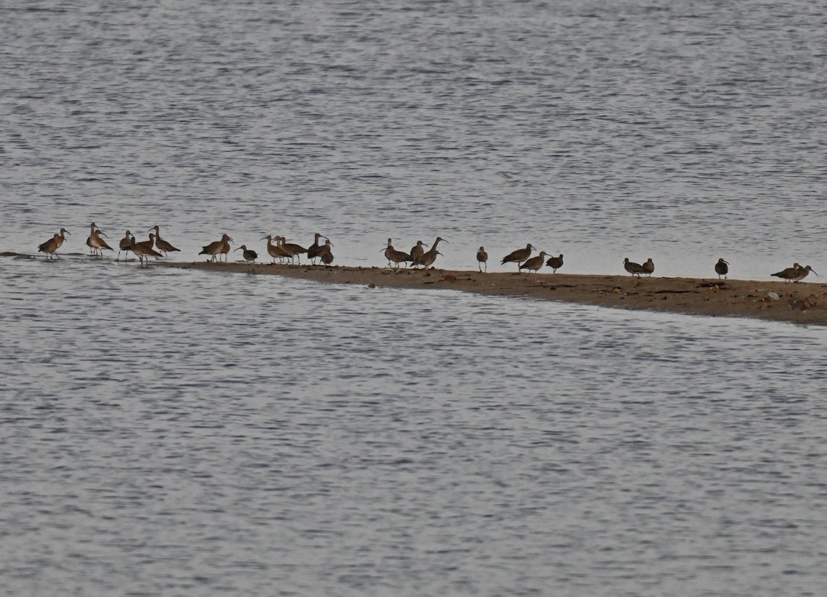 småspove - ML644747752