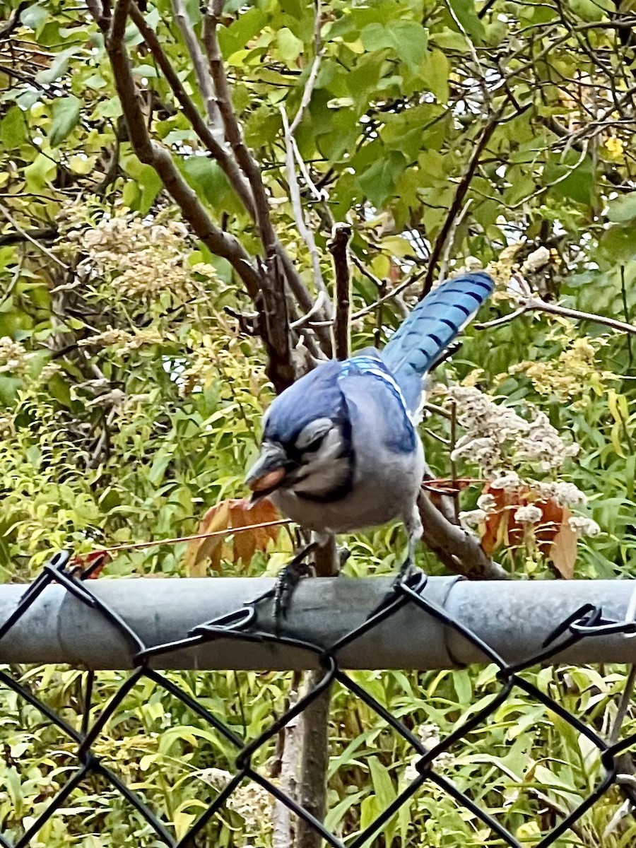 Blue Jay - ML644747755