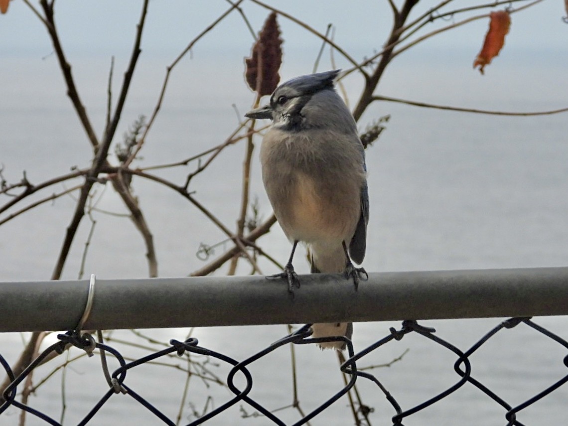 Blue Jay - ML644747756