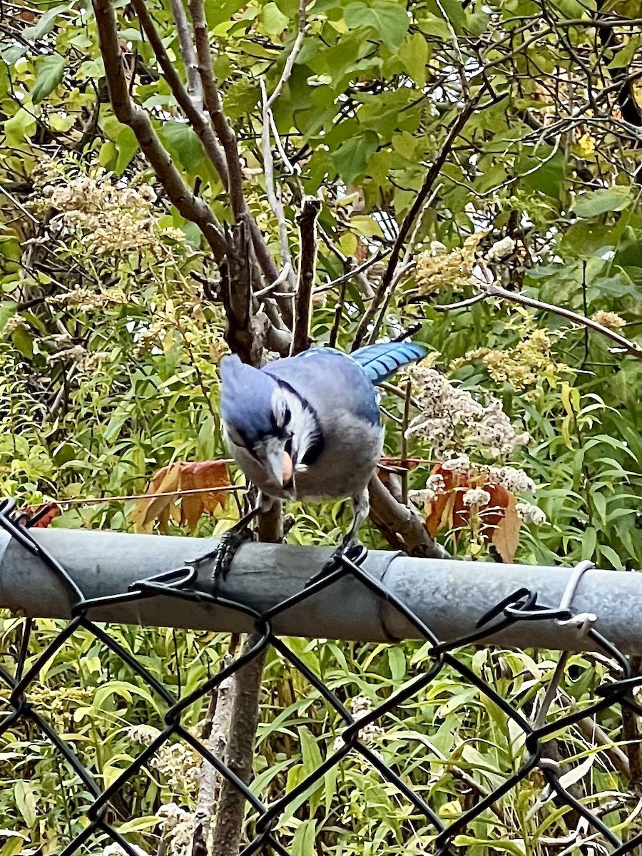 Blue Jay - ML644747757