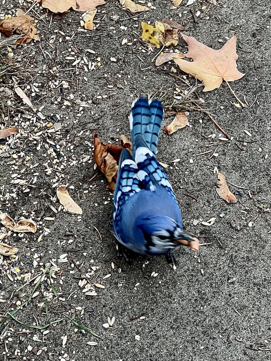 Blue Jay - ML644747758