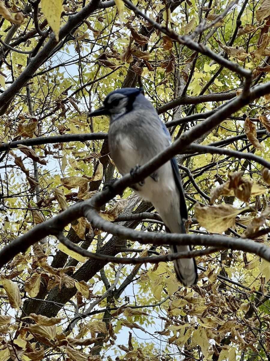 Blue Jay - ML644747759