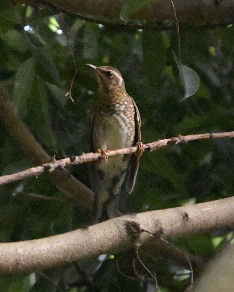 sibirtrost - ML644747762